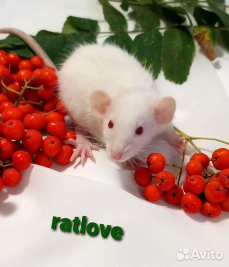 Крысята дамбо от rarlove