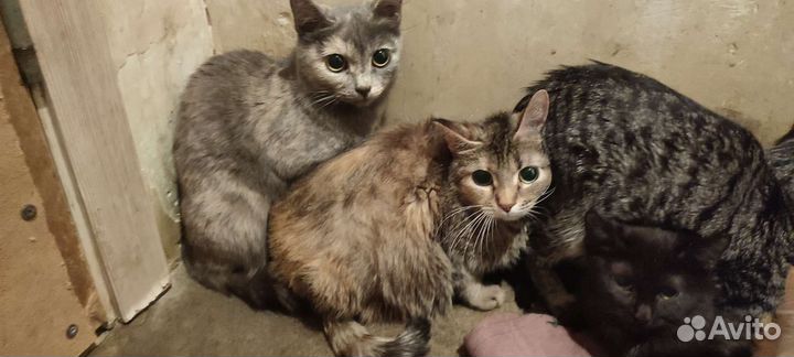 SOS кошки в беде