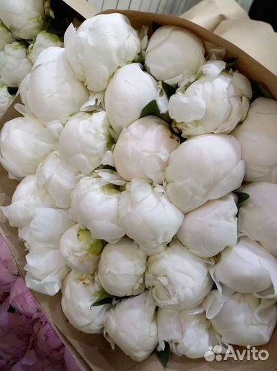 Пионы букет цветов на 1 сентября коробка корзина