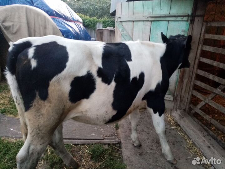 Тёлка 10 месяцев