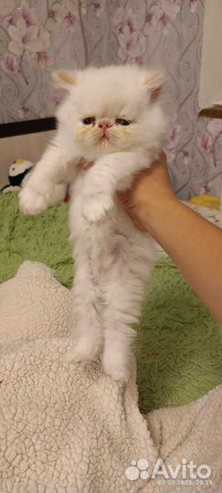 Персидская