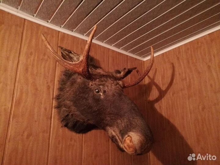Чучело головы лося