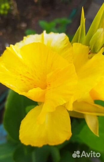 Клубни канны