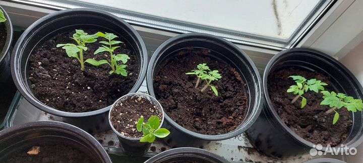 Рассада помидор и перцев