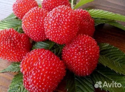 Тибетская малина