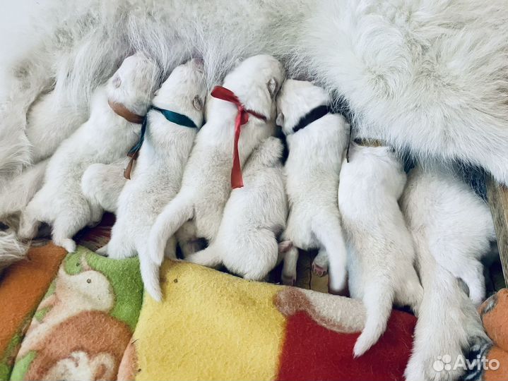 Щенки самоеда