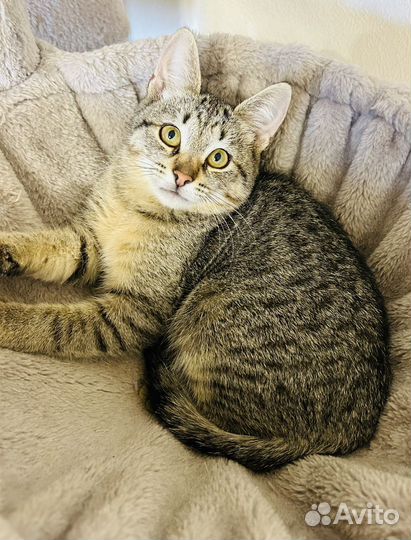 Милый котенок ищет дом