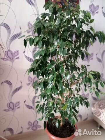 Фикус бенджамина
