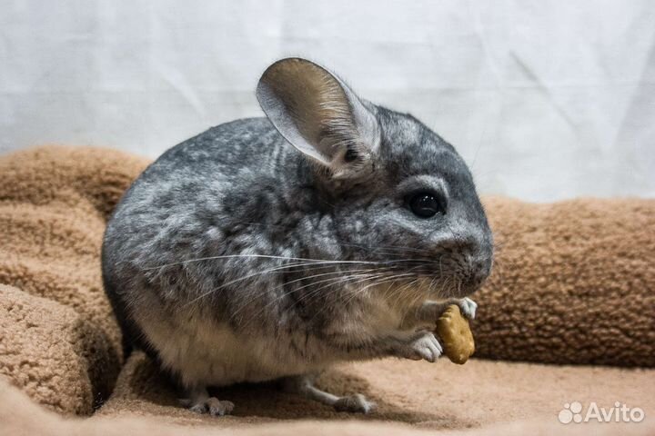 Шиншилла