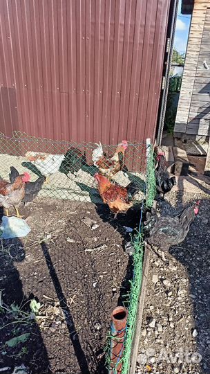 Молодые петушки