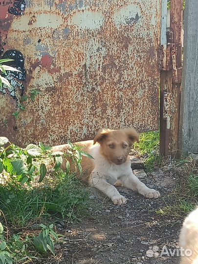 Щенок в добрые руки