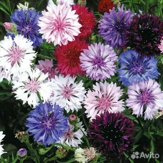 Семена васильков садовых