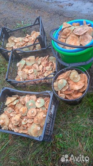 Грибы рыжики свежие (предзаказ)