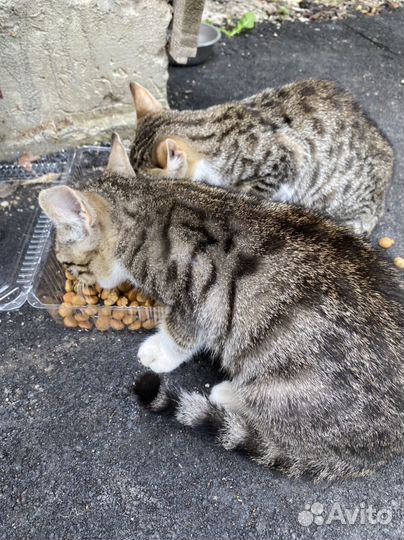 Котенок в дар бесплатно