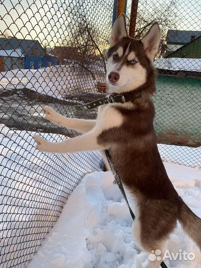 Щенки сибирской хаски