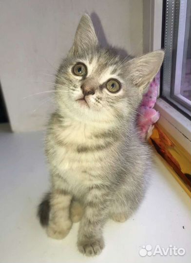 Кошечка в добрые руки