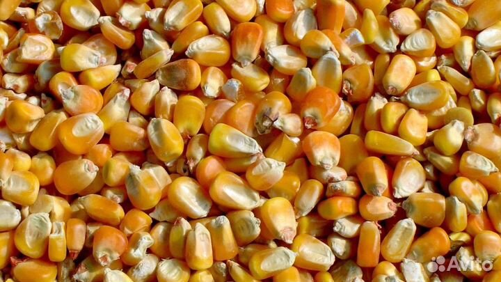 Кукуруза