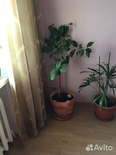 Лимонное дерево