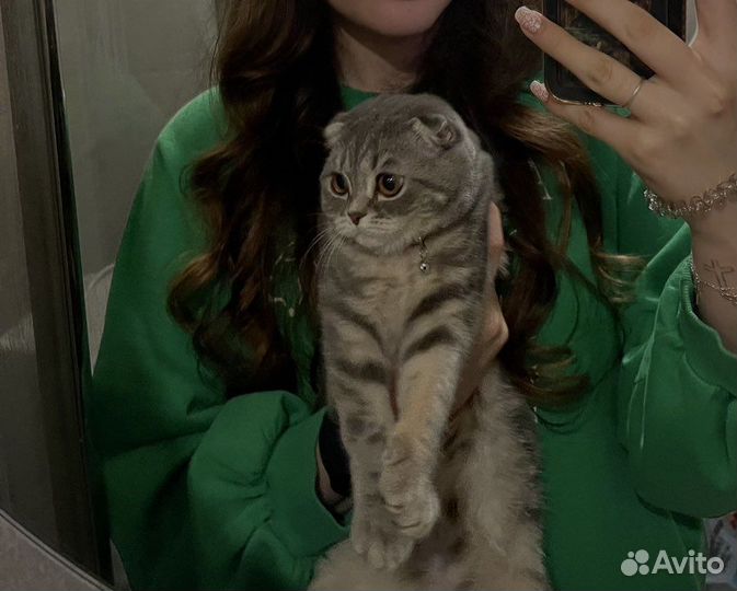 Шотландская кошка вязка