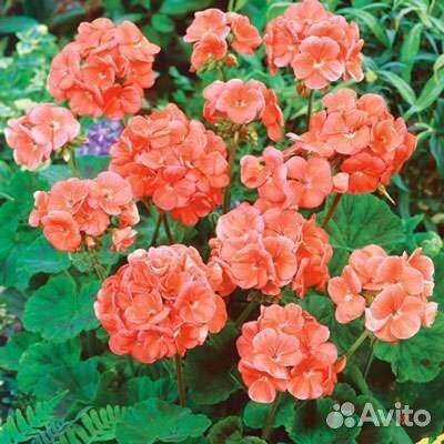 Пеларгония герань