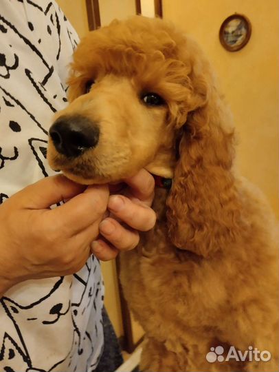 Щенки большого(королевского, стандартного) пуделя