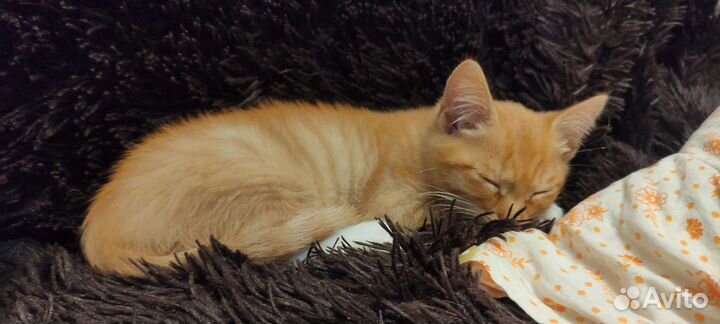 Рыжий котенок