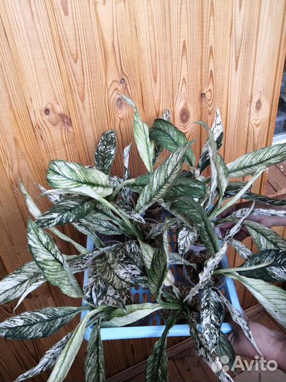 Спатифиллум