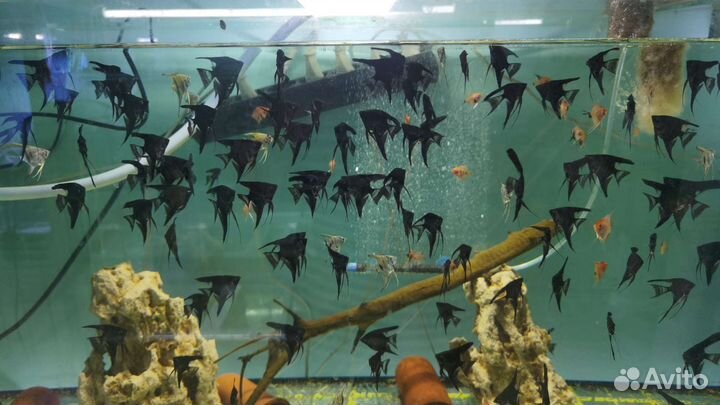 Аквариумные рыбки и креветки