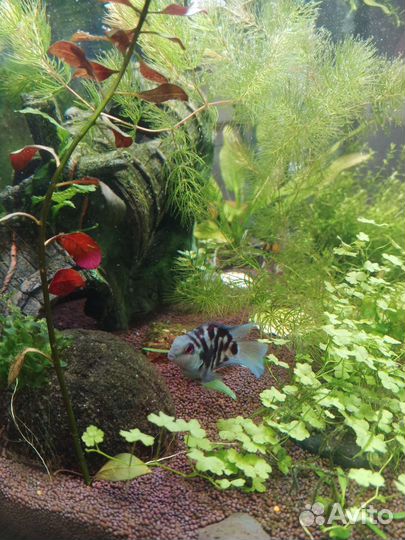 Рыбка сапфировый попугай