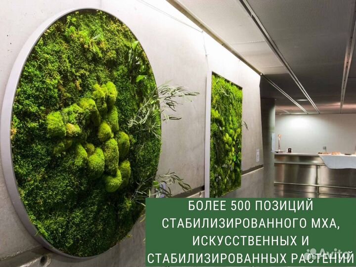 Фитостены из мха стабилизированного. Фитокартины