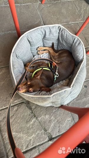 Той-терьер, маленькие собачки в добрые ручки