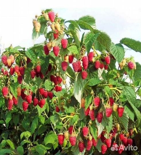 Малиновое дерево таруса