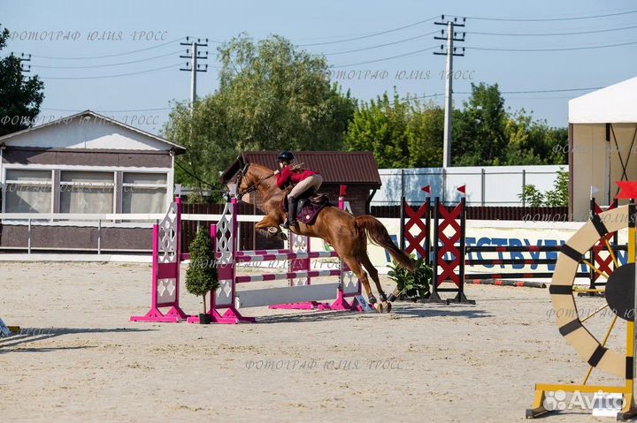 Конкур. Конь 2017 г.р