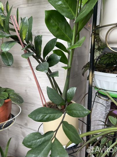 Комнатные цветы