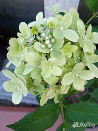 Самарская Лидия