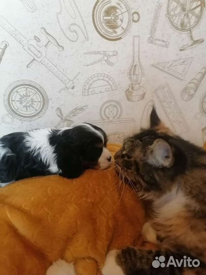 Кавалер кинг чарльз спаниель