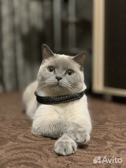 Шотландская