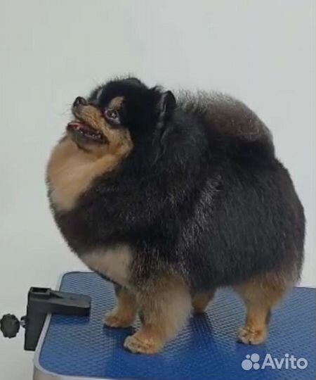 Породная стрижка (груминг) и уход за шпицем