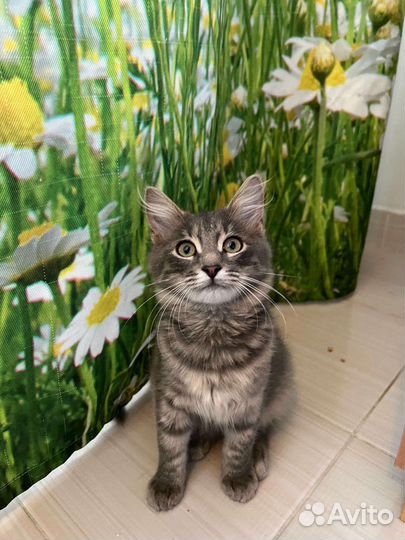 Пушистый красивый котенок бесплатно