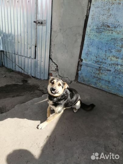 Отдам в добрые руки