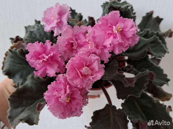 Фиалки,коллекционные