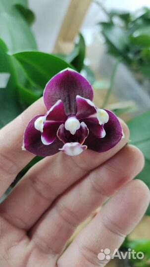 Орхидея