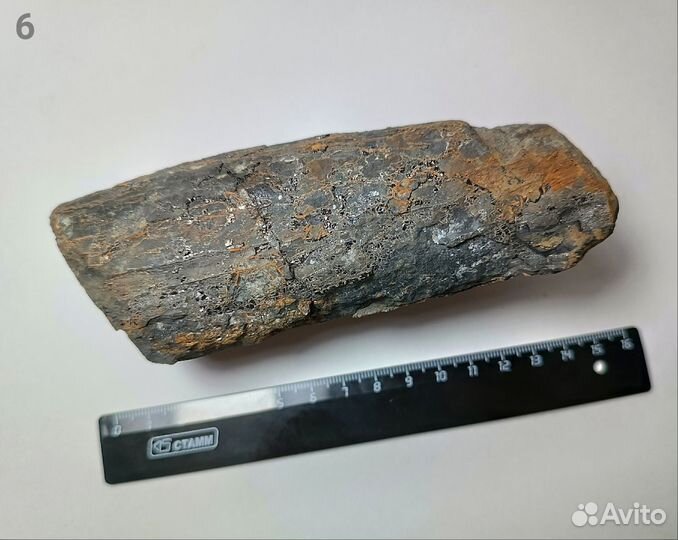 Палеонтология окаменелость Стигмарии