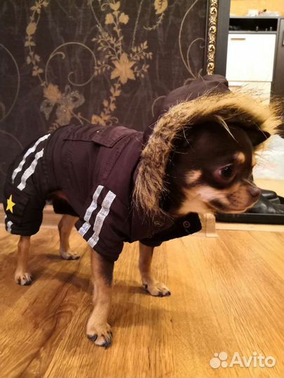 Комбинезон для собаки S