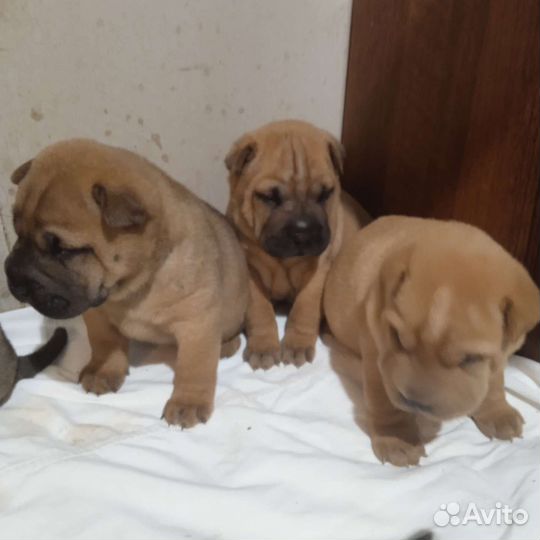 Щенки мини шарпея