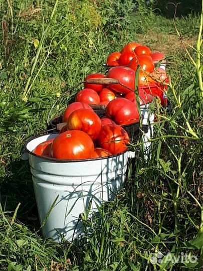 Помидоры, огурцы,картофель,чеснок,куриные яйца