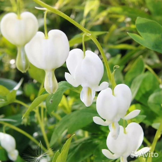 Дицентра великолепная (Горшок 3л)