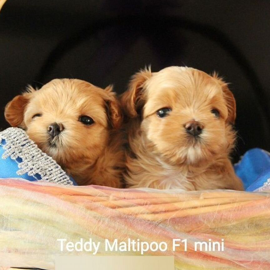 Teddy Maltipoo F1 mini