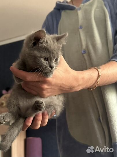 Отдам кошечек