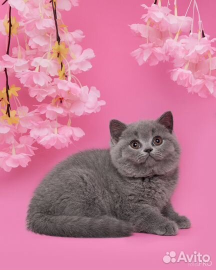 Британские котята